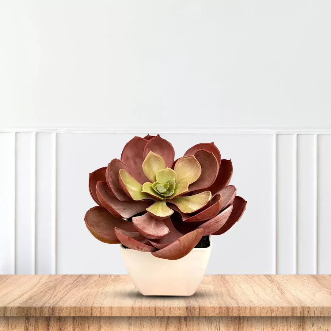 Artificial Crassula Red Succulent – Lifelike Gift in Round or Rectangular Pot
