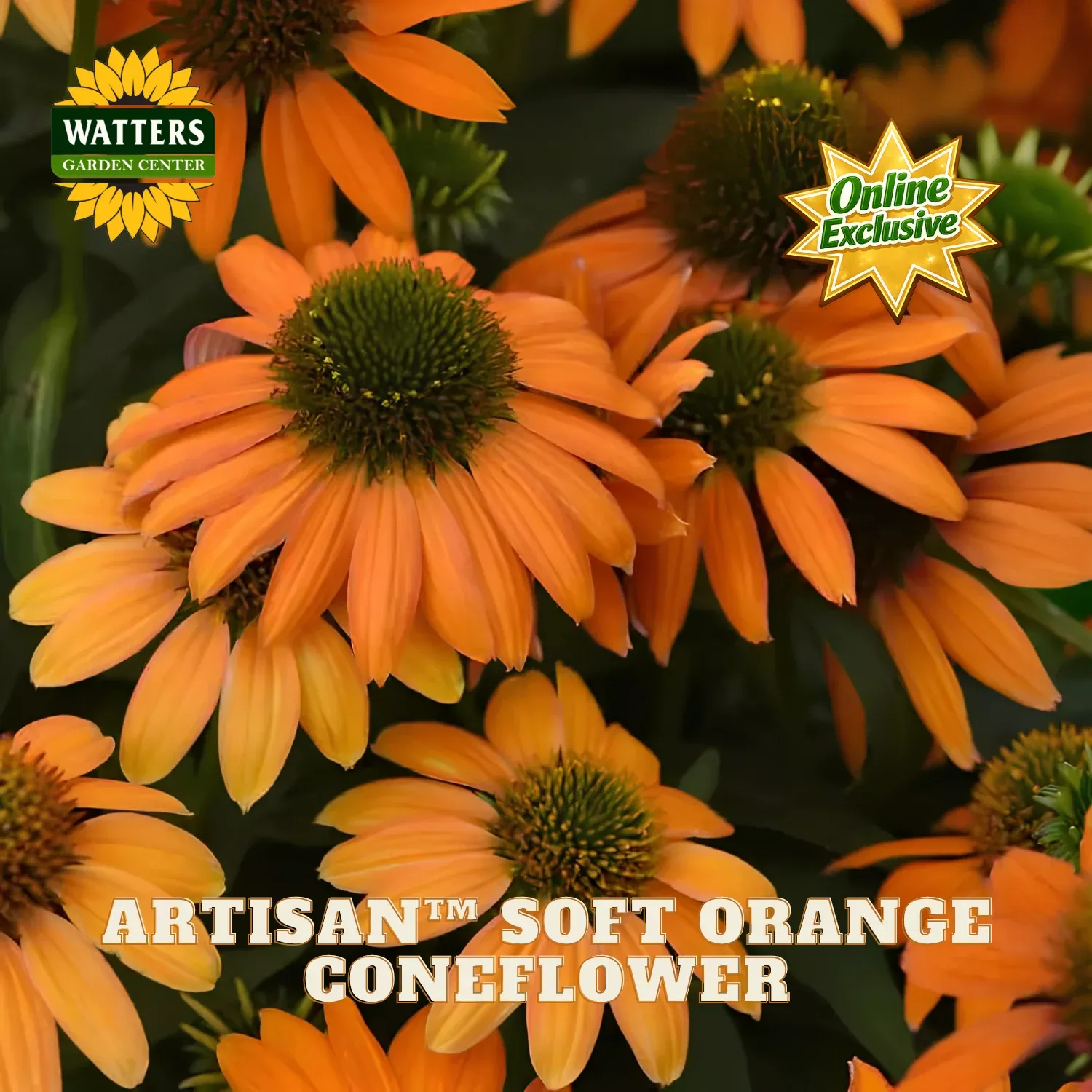 Artisan™ Soft Orange Coneflower (Echinacea artisan ‘Soft Orange’) – 3QT