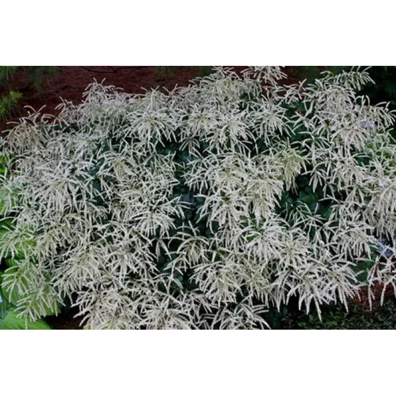 Aruncus Misty Lace