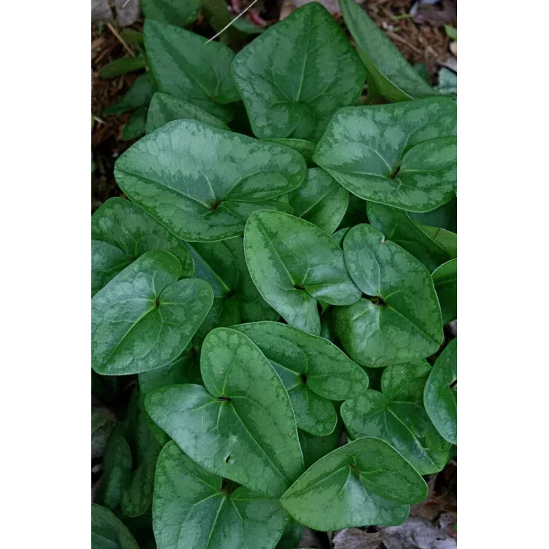 Asarum arifolium Anise Arrow