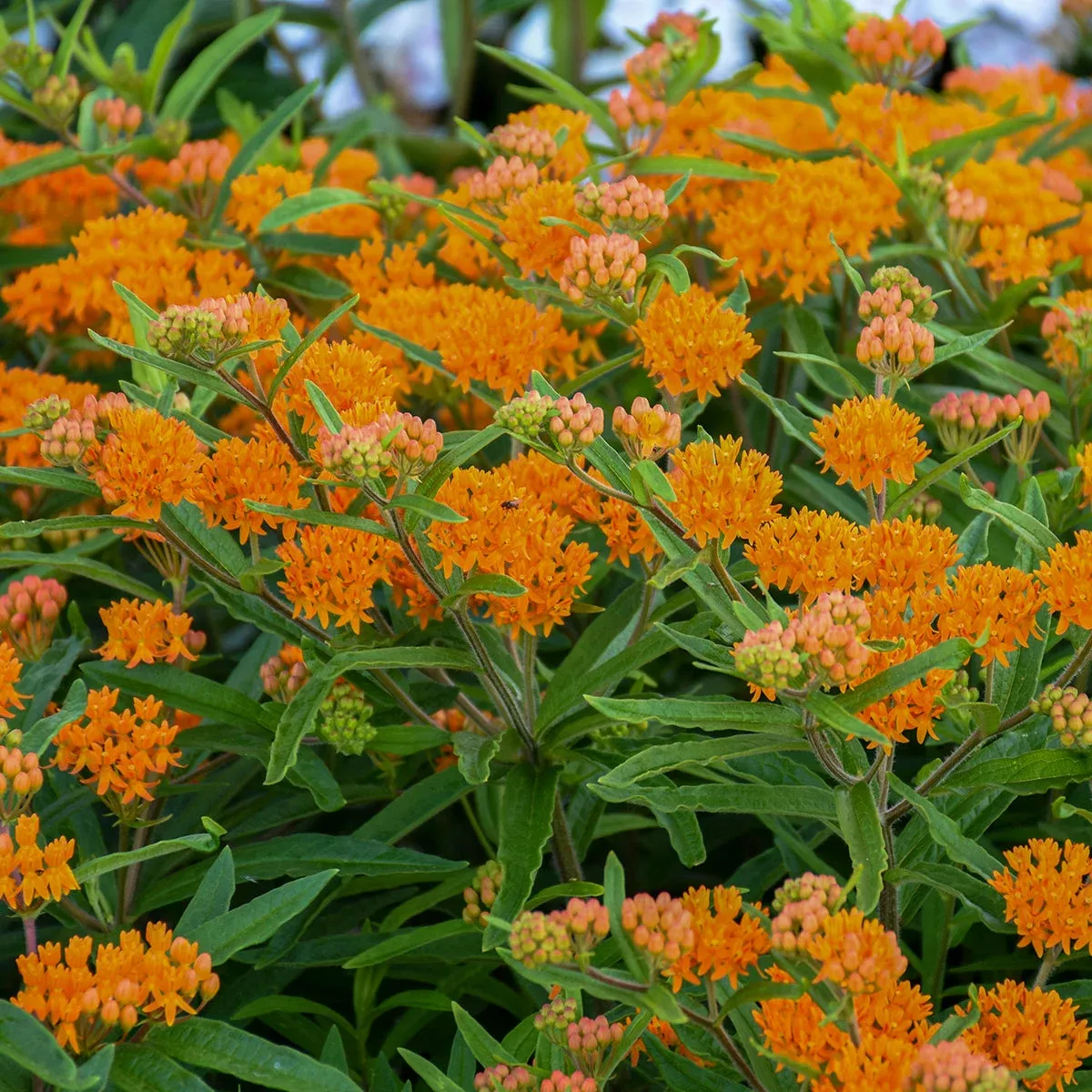 Asclepias tuberosa | butterfly weed