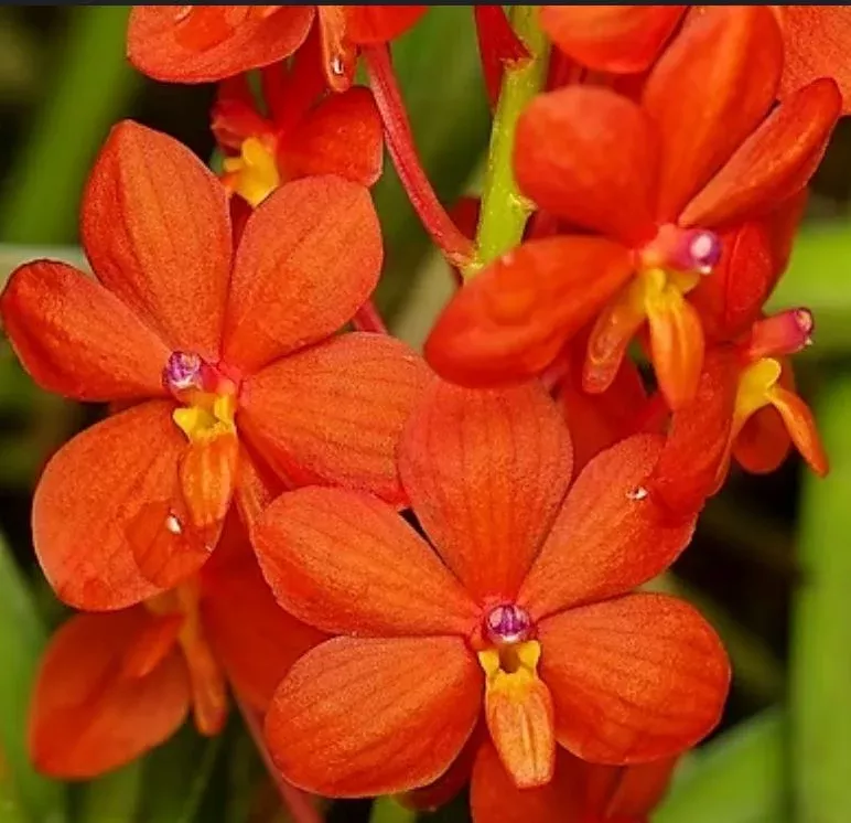 Ascocentrum curvifolium