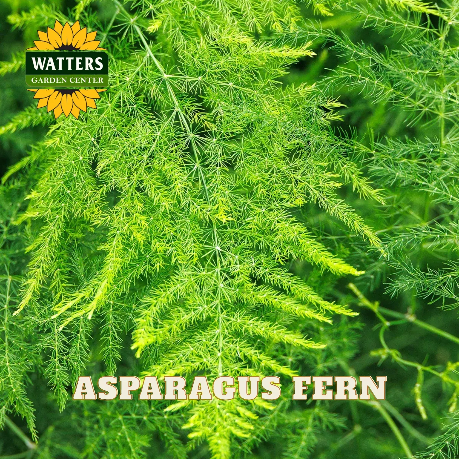 ASPARAGUS FERN 4in