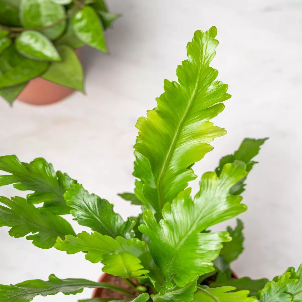 Asplenium Nidus Campio | Champion’s Birds Nest Fern