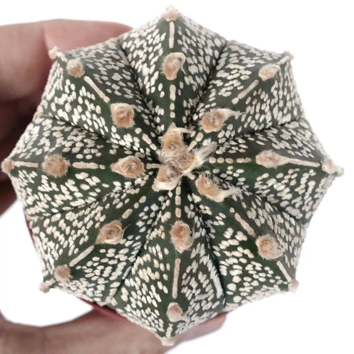 Astrophytum cv ONZUKA x SUPERKABUTO