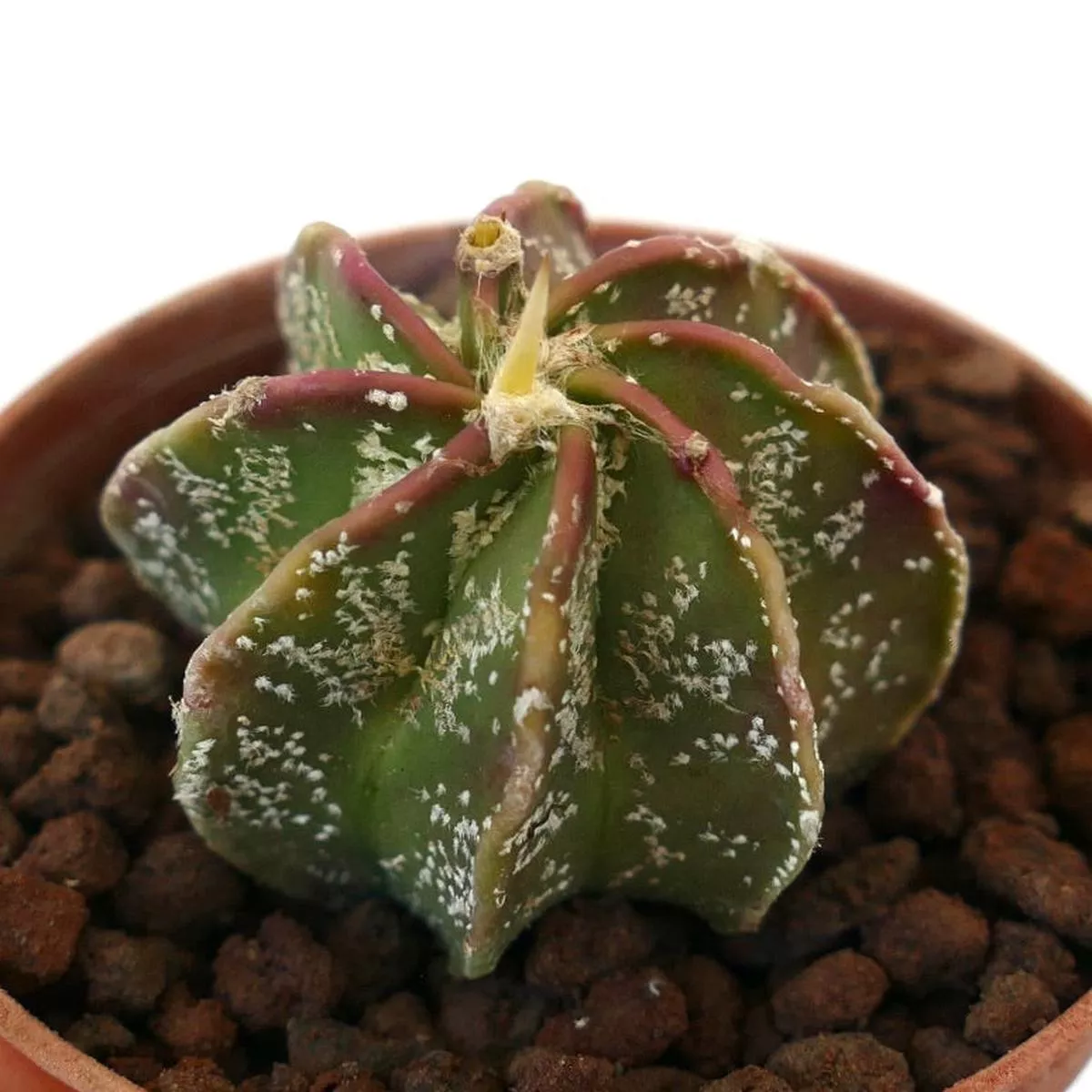 Astrophytum cv THAYO x BUFFALO N20
