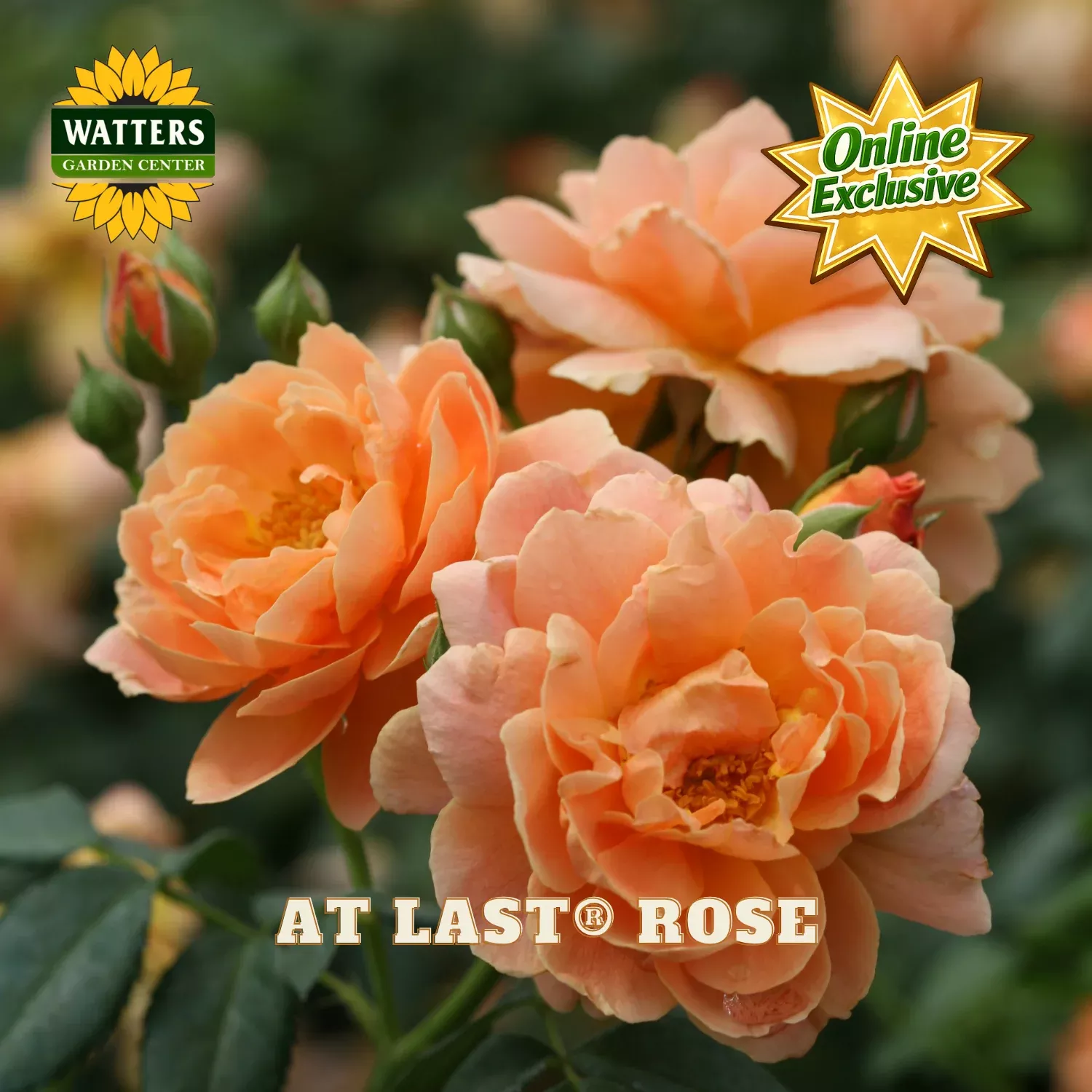 At Last Rose (ROSE S AT LAST) – 2 gallon