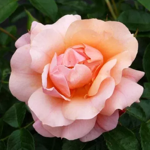 At Last Rose