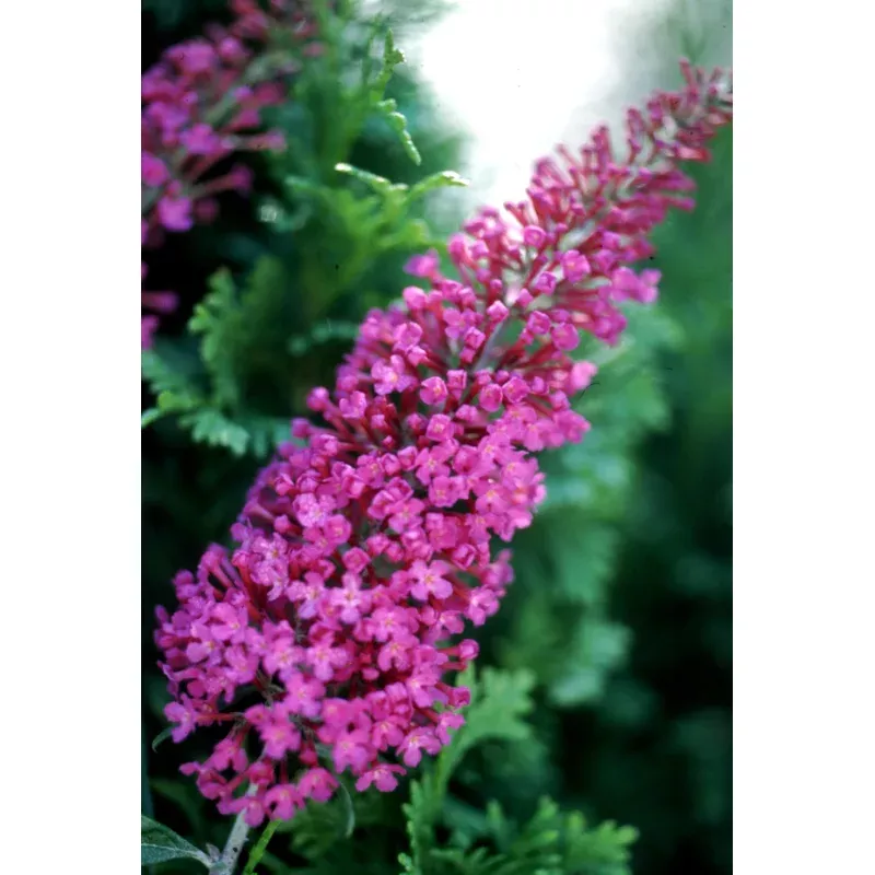 ‘Attraction’ Butterfly Bush – Buddleia (discontinued)