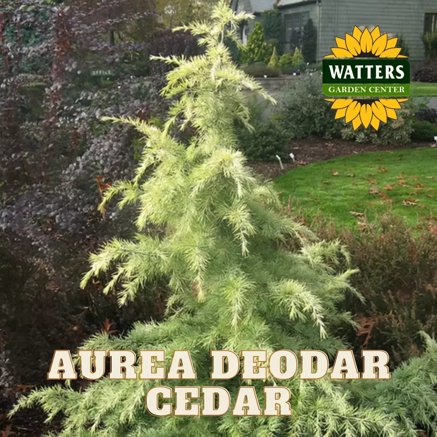 AUREA GOLD DEODAR CEDAR TREE 7gal