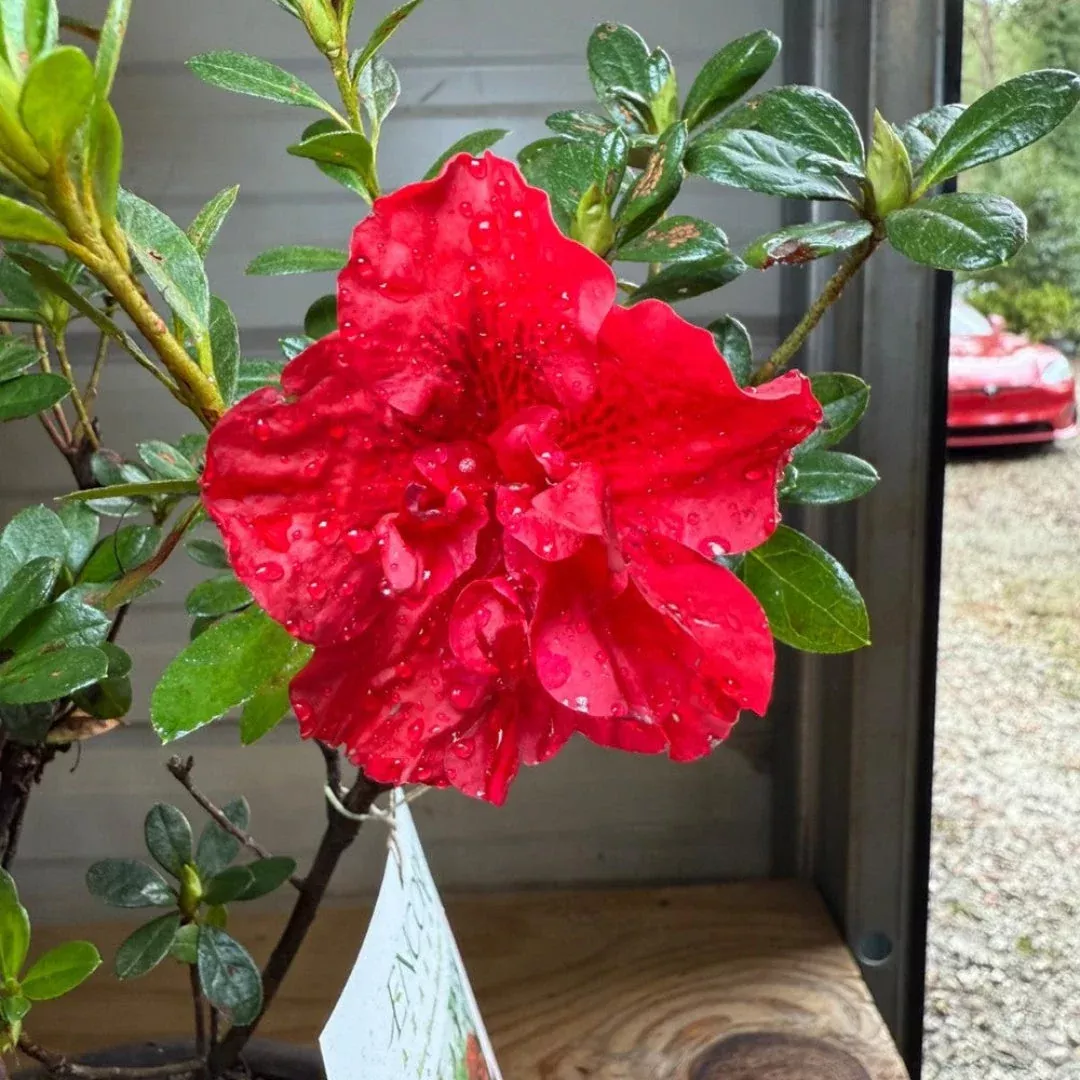 Autumn Fire Bonsai Azalea – Fiery Red Container Display Plant (Rhododendron)