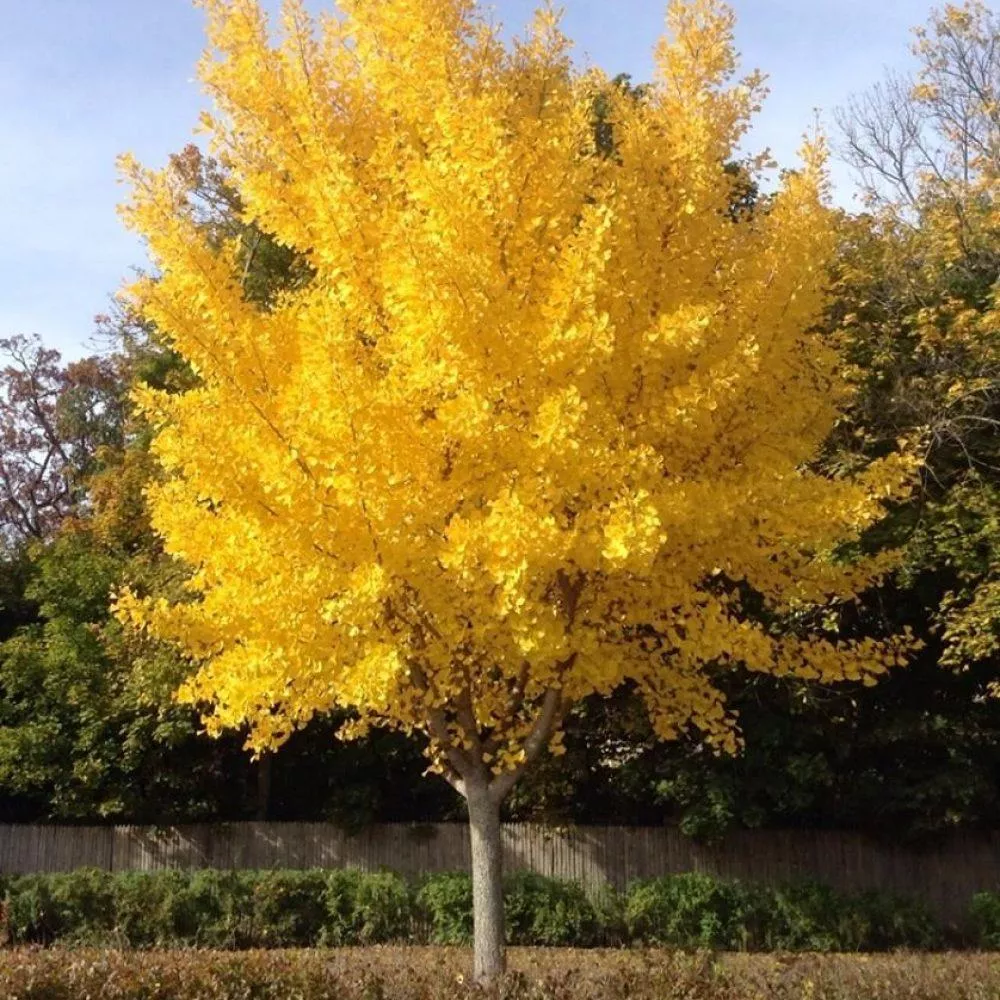AUTUMN GOLD GINKGO BILOBA TREE 5gal