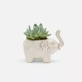 Baby Lucky Elephant Succulent Planter