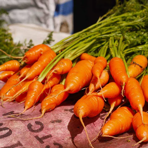 Bambino Carrot Seeds – (Daucus carota var. sativus)
