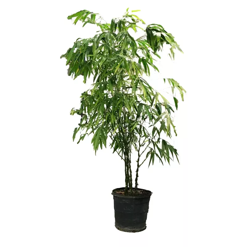 Bamboo, 17in, Ventricosa Buddha Belly