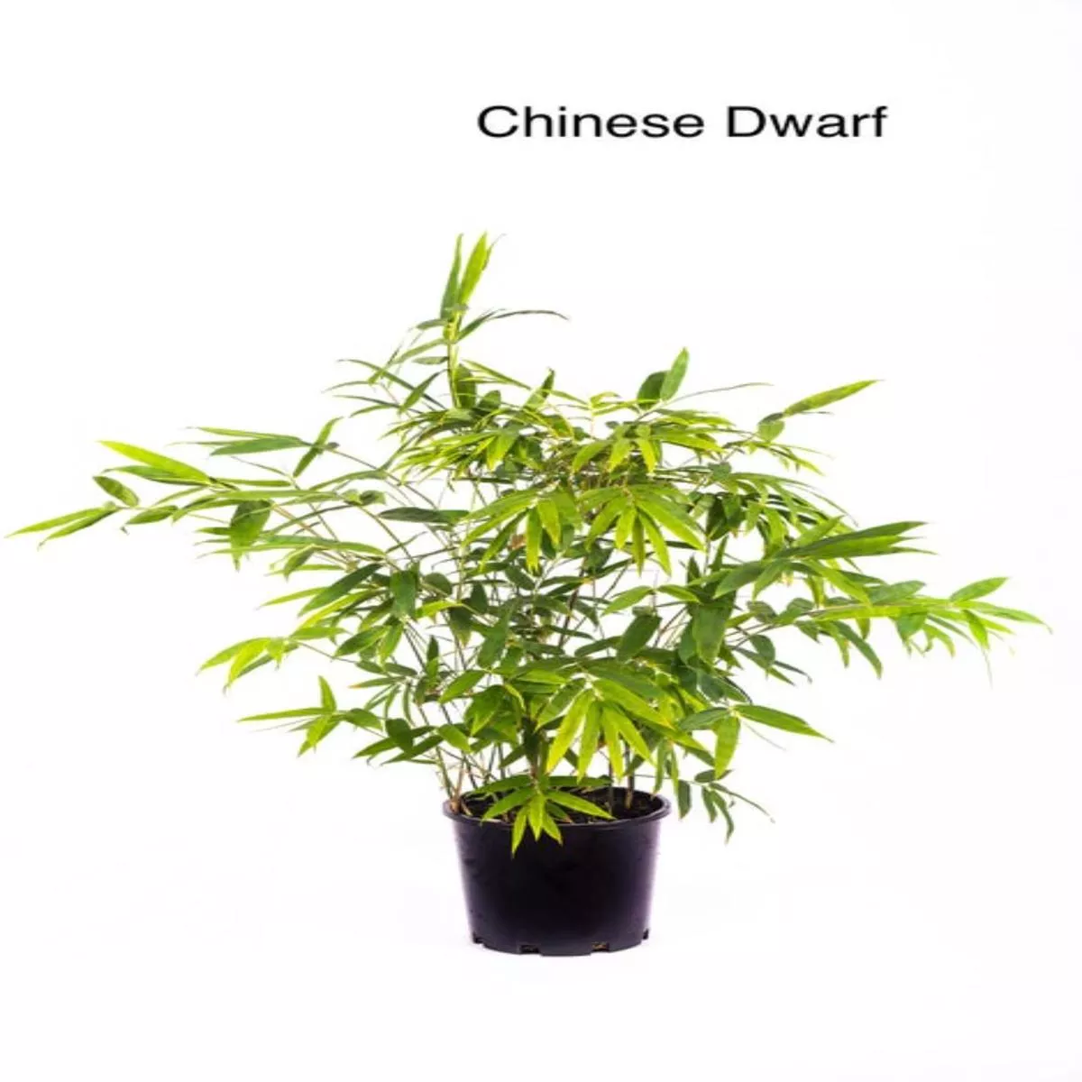 Bambusa guangxiensis (Chinese Dwarf Bamboo)