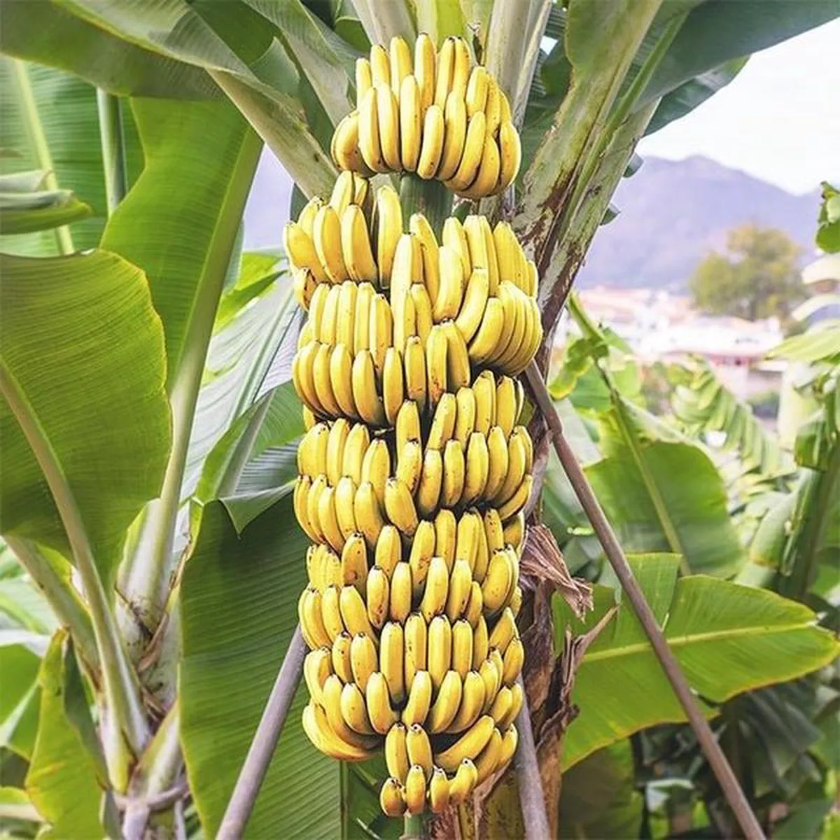Banana 8211 G9 Kela 8211 Plant