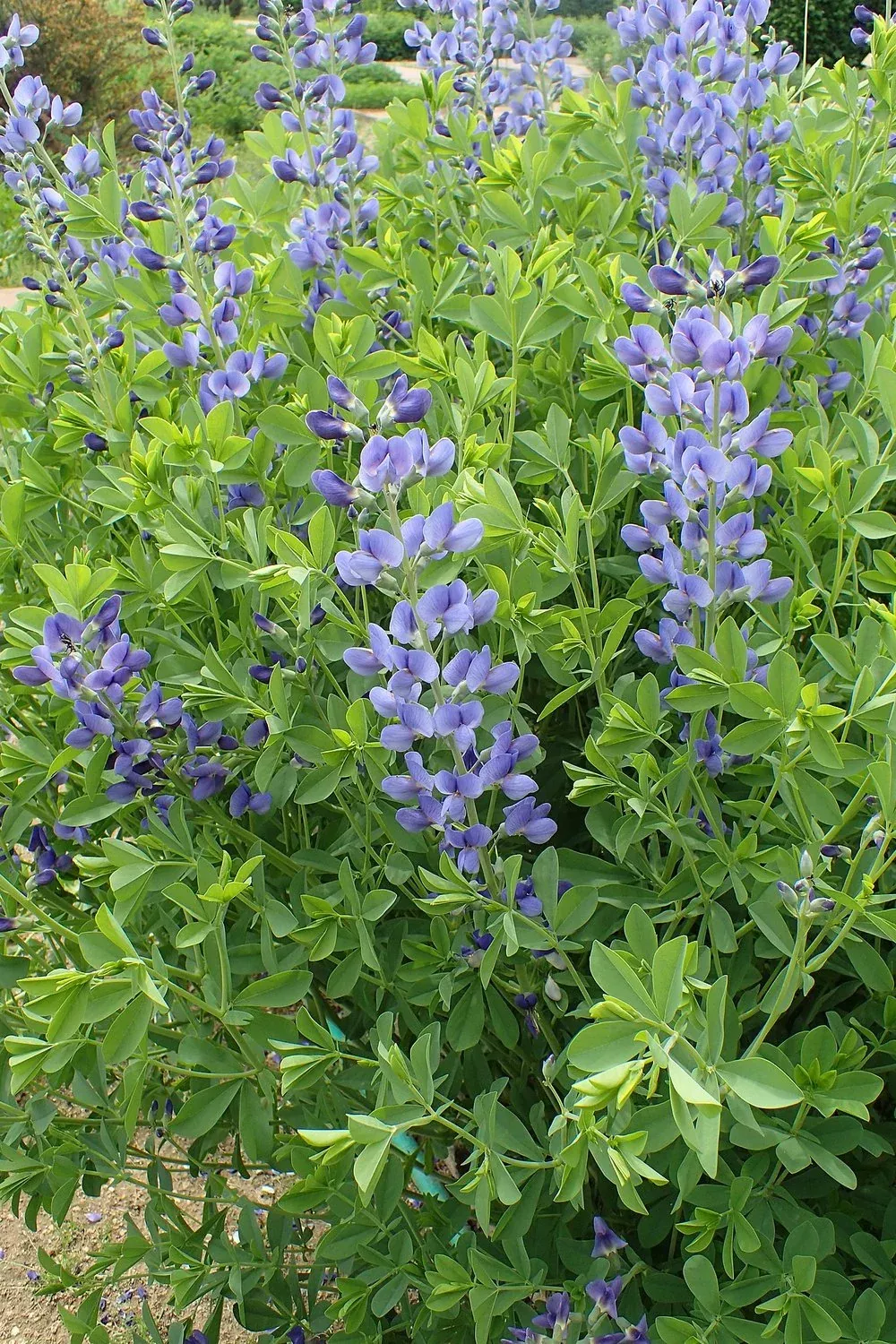 Baptisia australis | blue false indigo
