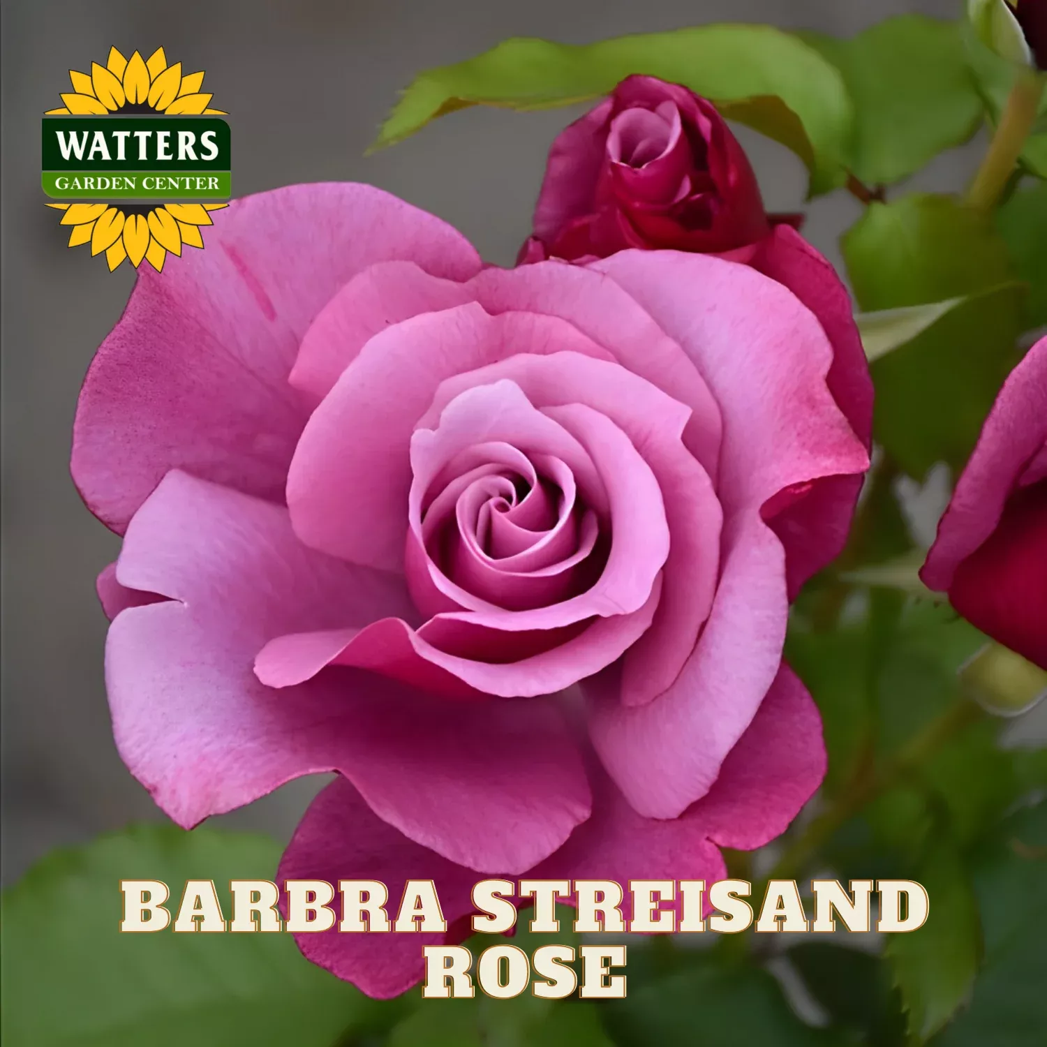 BARBRA STREISAND ROSE 3GAL