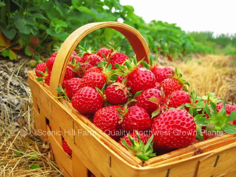 *** Bare Root Eclair Strawberry Plants – Extra Sweet and Fragrant Berries