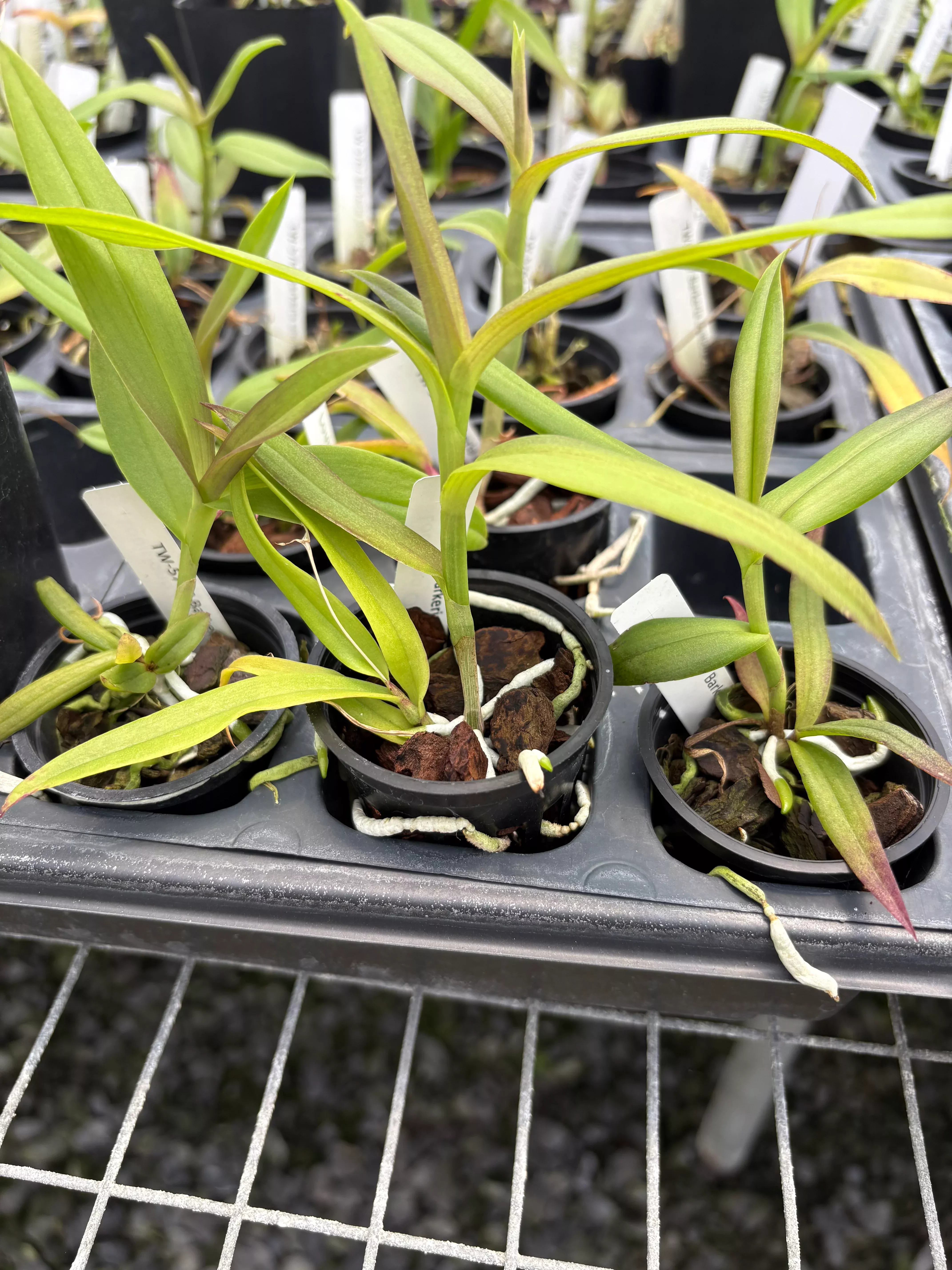 Barkeria uniflora