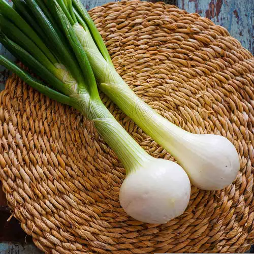 Barletta Onion Seeds – (Allium cepa)