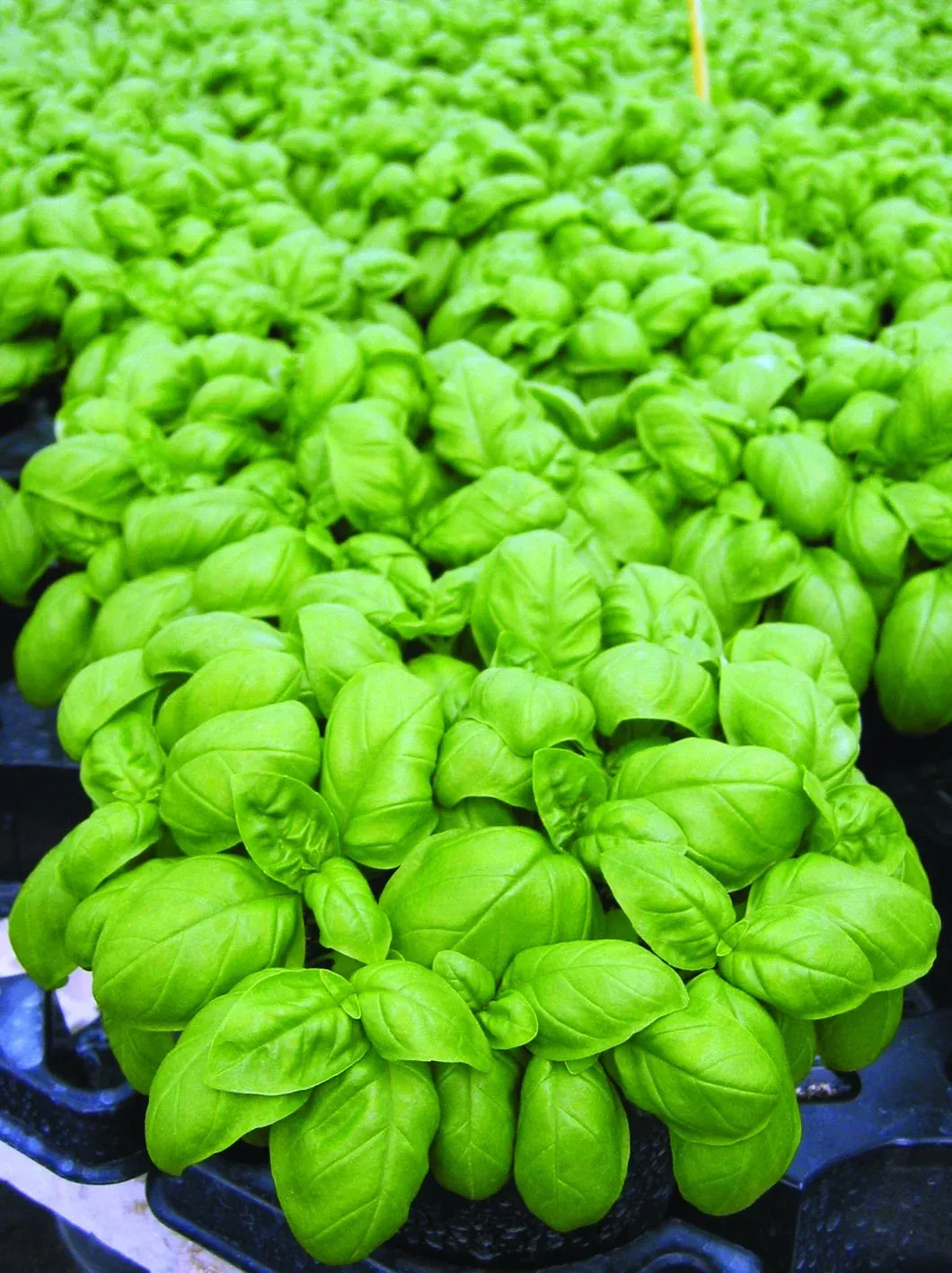 Basil - Emily F1(Untreated)