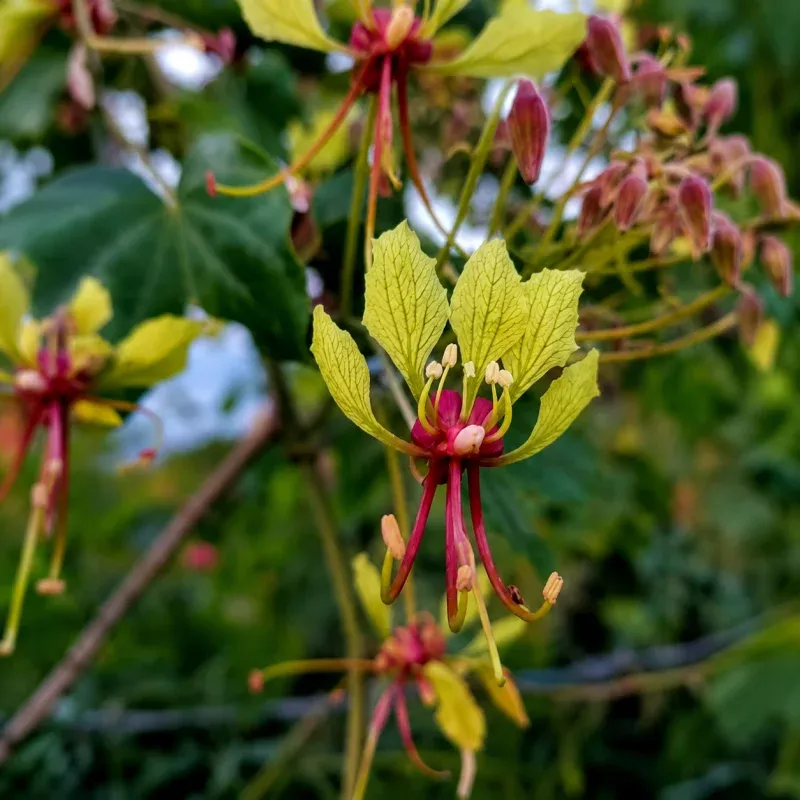 Bauhinia bracteata SEEDS