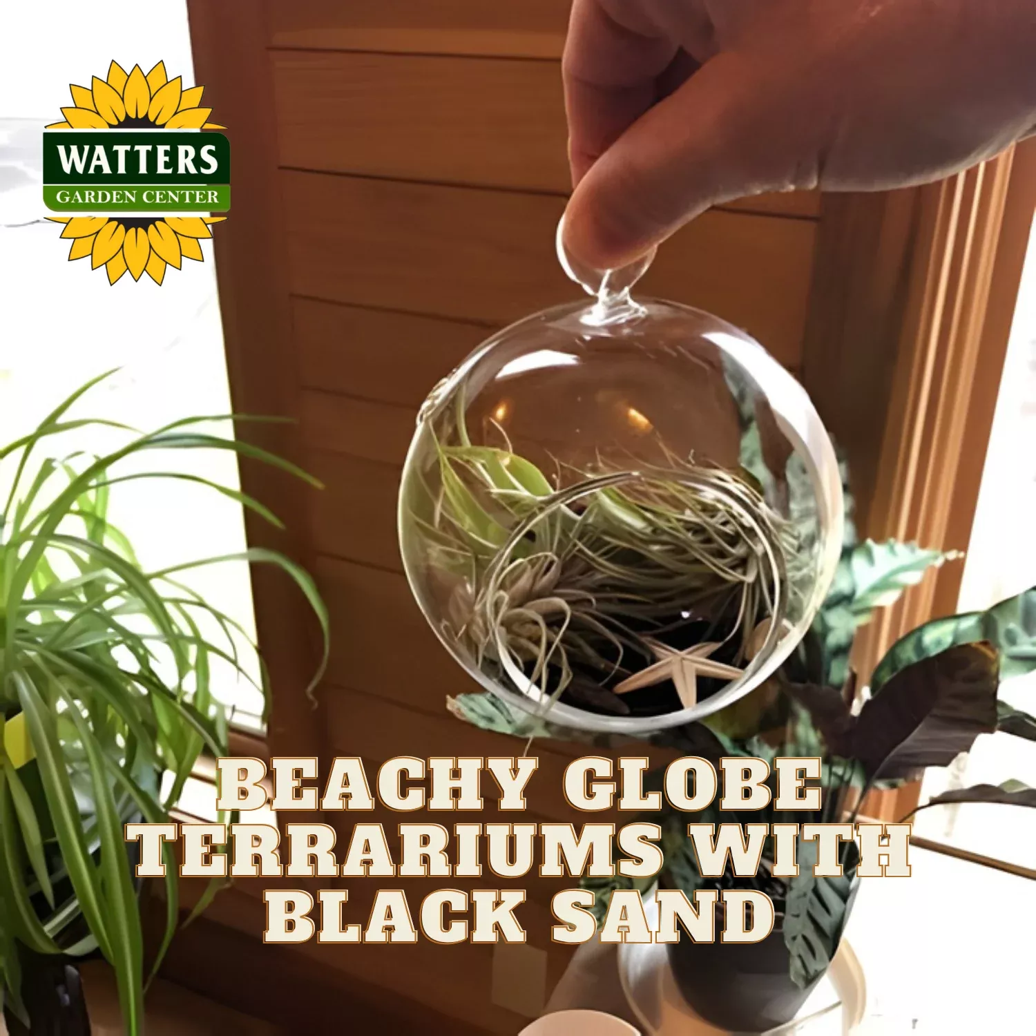 Beachy Globe Terrariums with Black Sand Set of 3