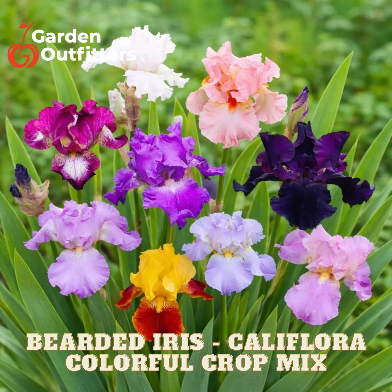 Bearded Iris – Califlora Colorful Crop Mix (Reblooming)