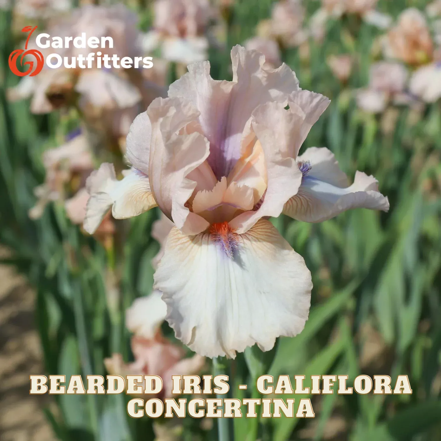 Bearded Iris – Califlora Concertina (Reblooming)