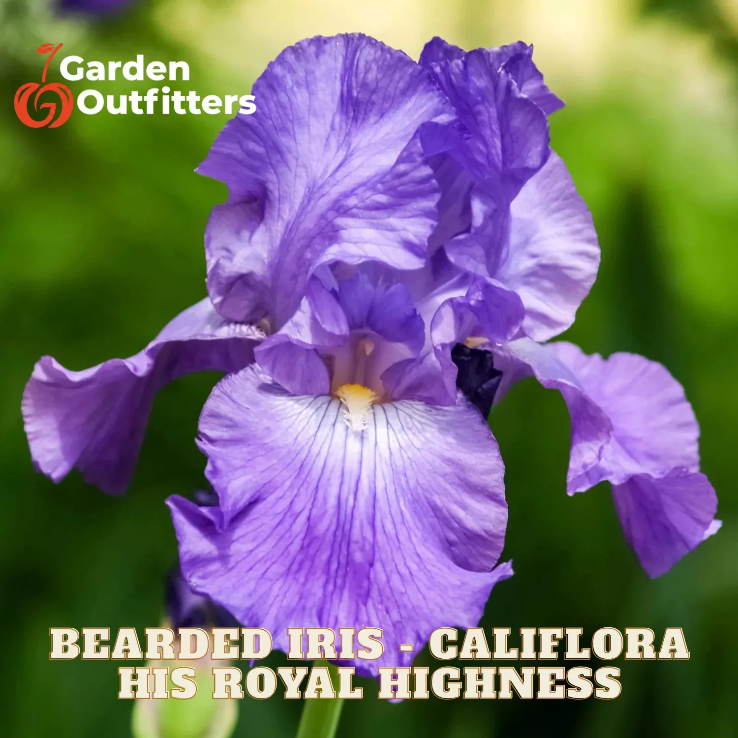 Bearded Iris – Califlora His Royal Highness (Reblooming)