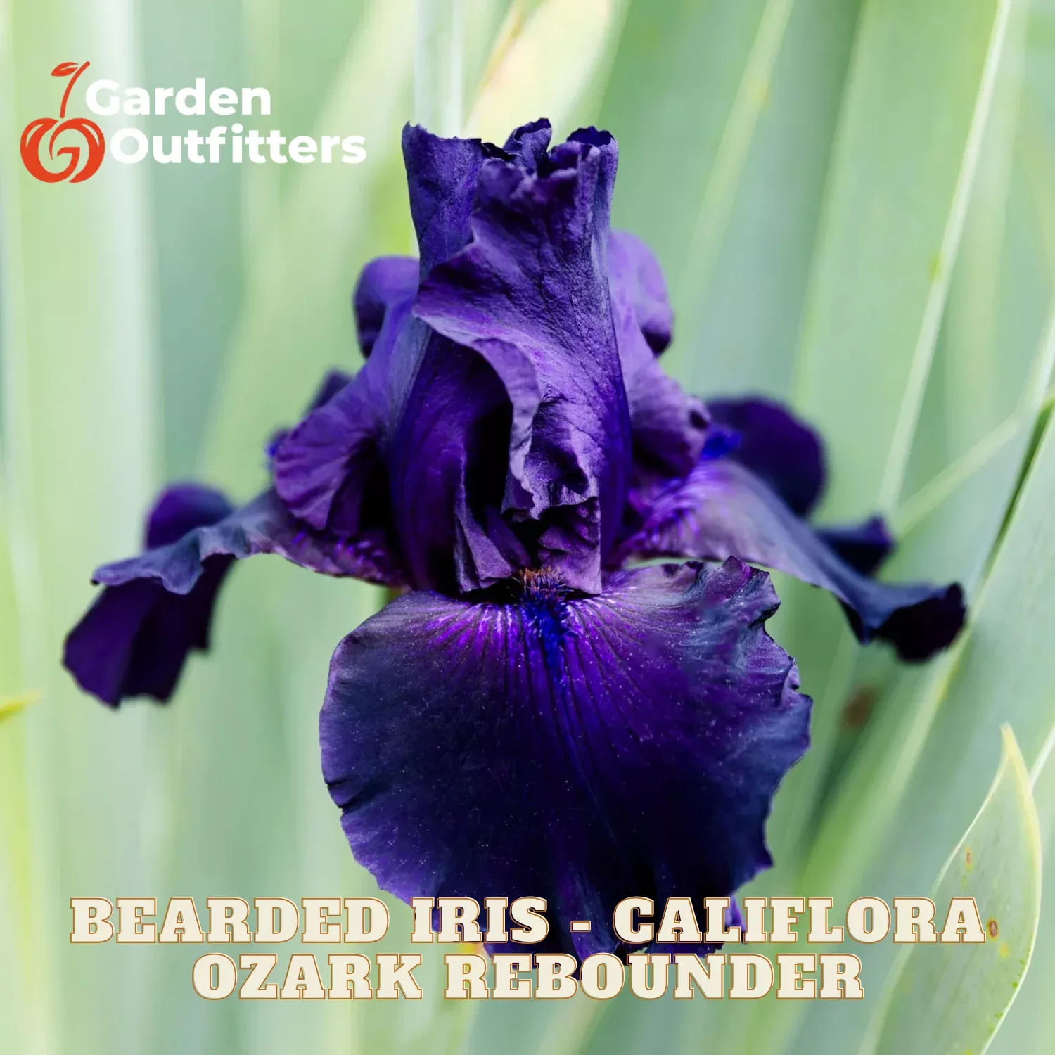 Bearded Iris – Califlora Ozark Rebounder (Reblooming)
