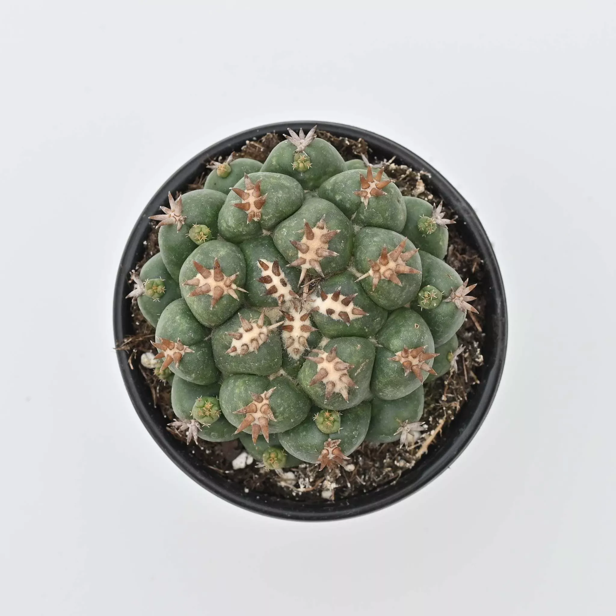 Beehive Cactus | Coryphantha elephantidens