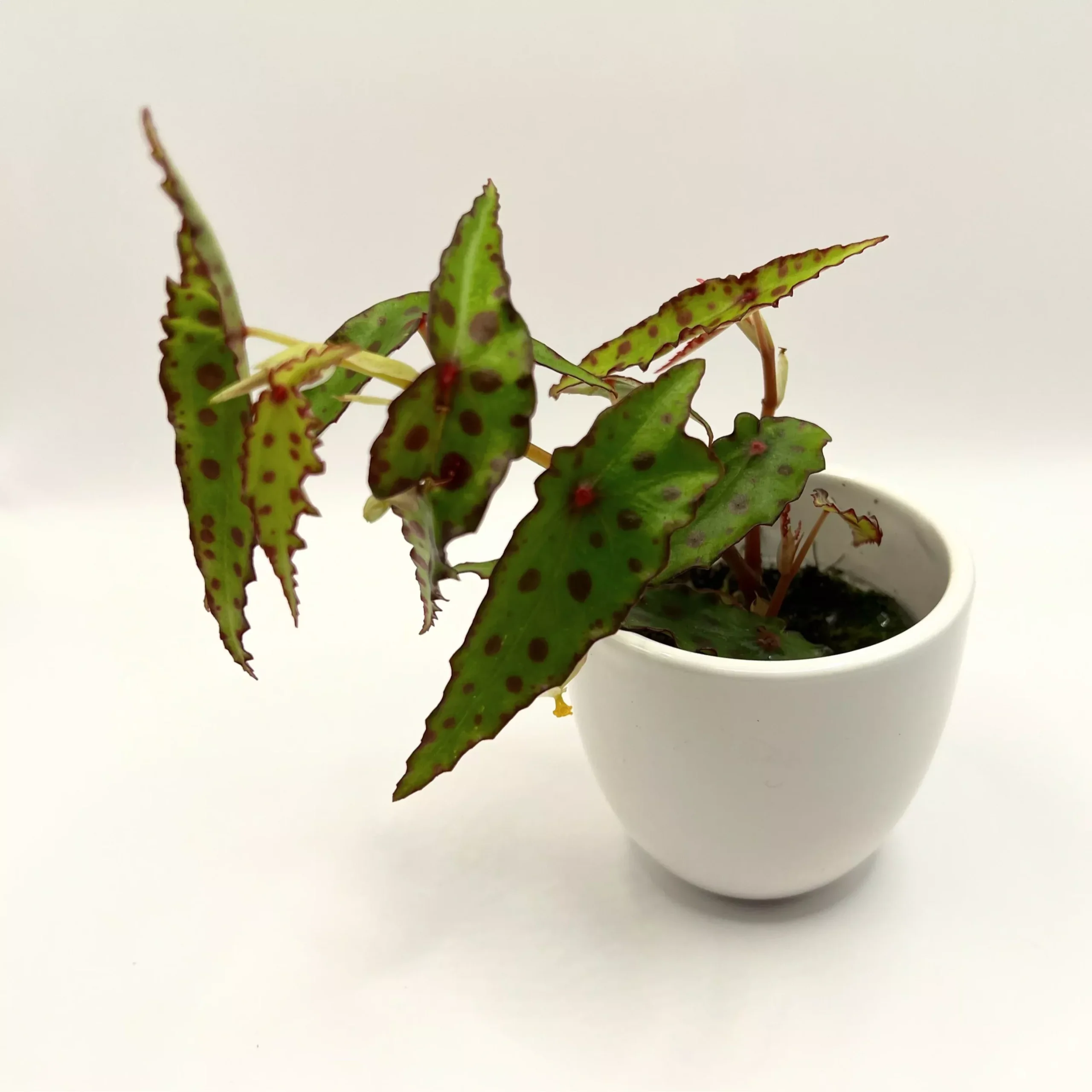 Begonia amphioxus