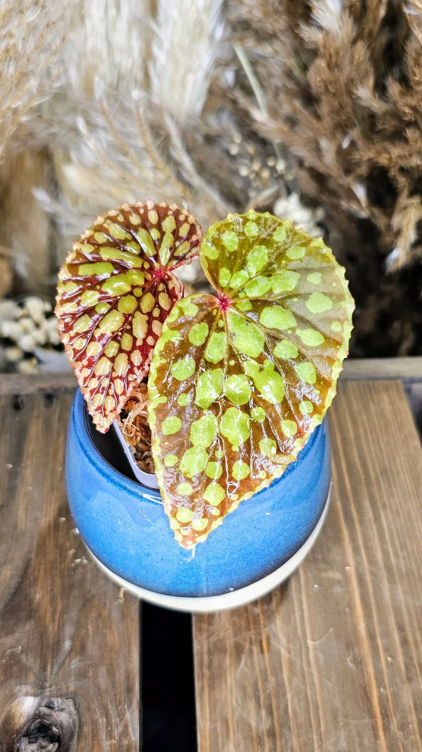 Begonia Chlorosticta Red