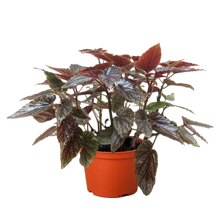 Begonia corallina