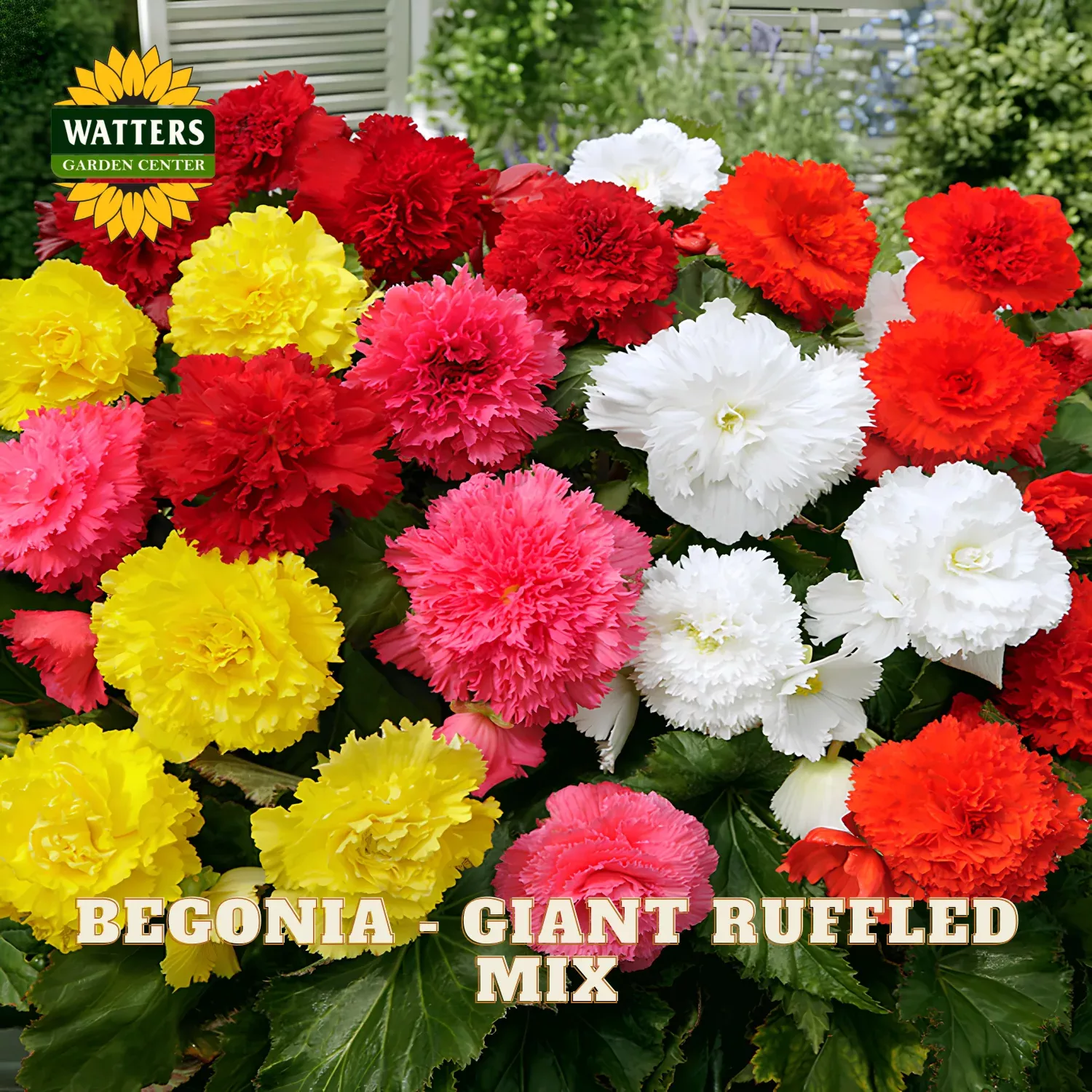 Begonia – Giant Ruffled Mix