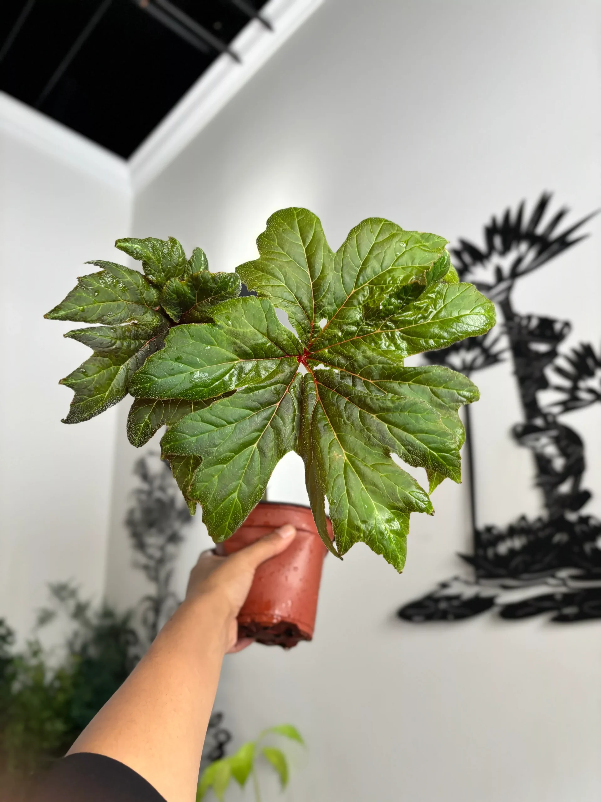Begonia Ludwigii