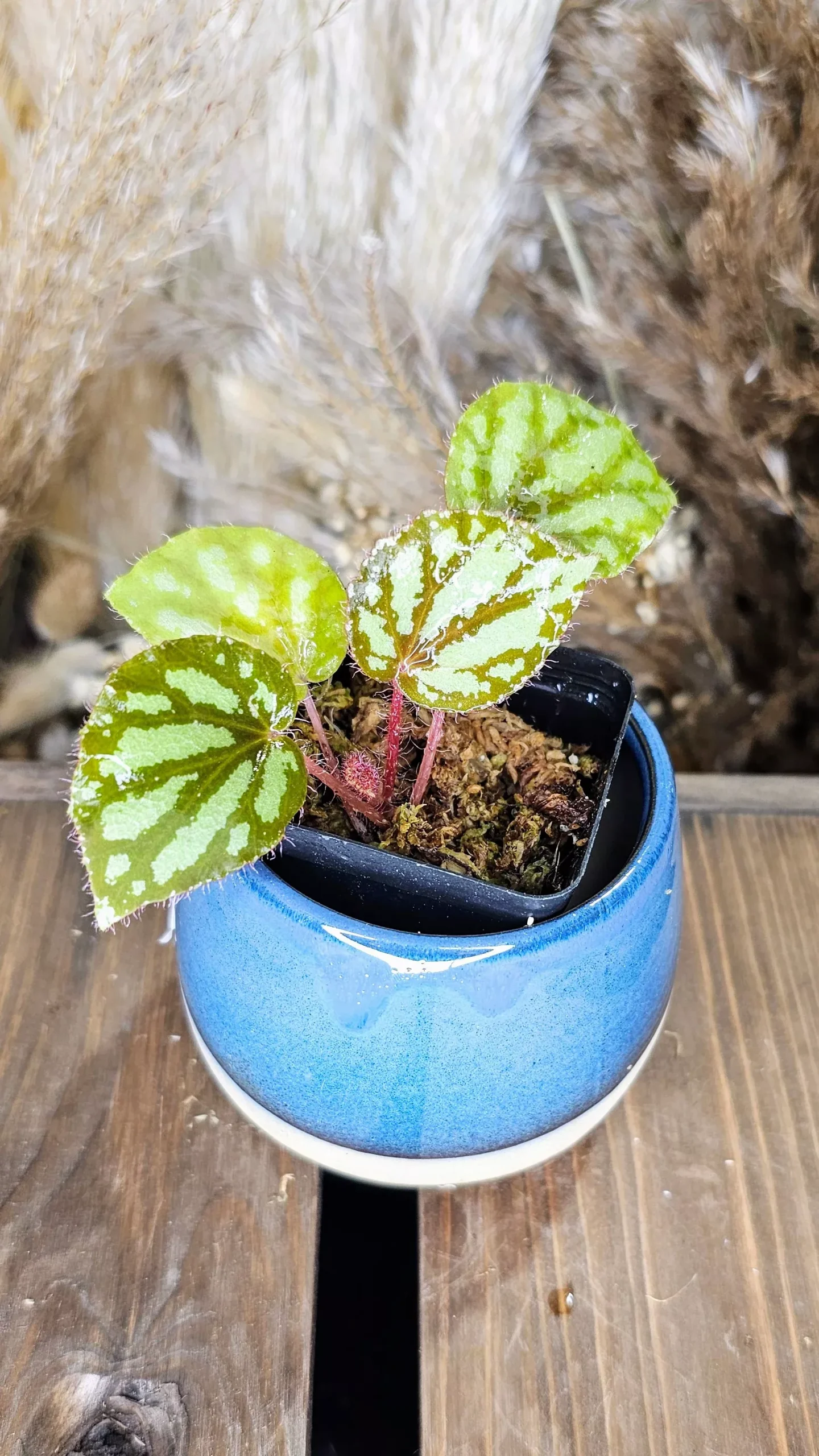 begonia luzonensis