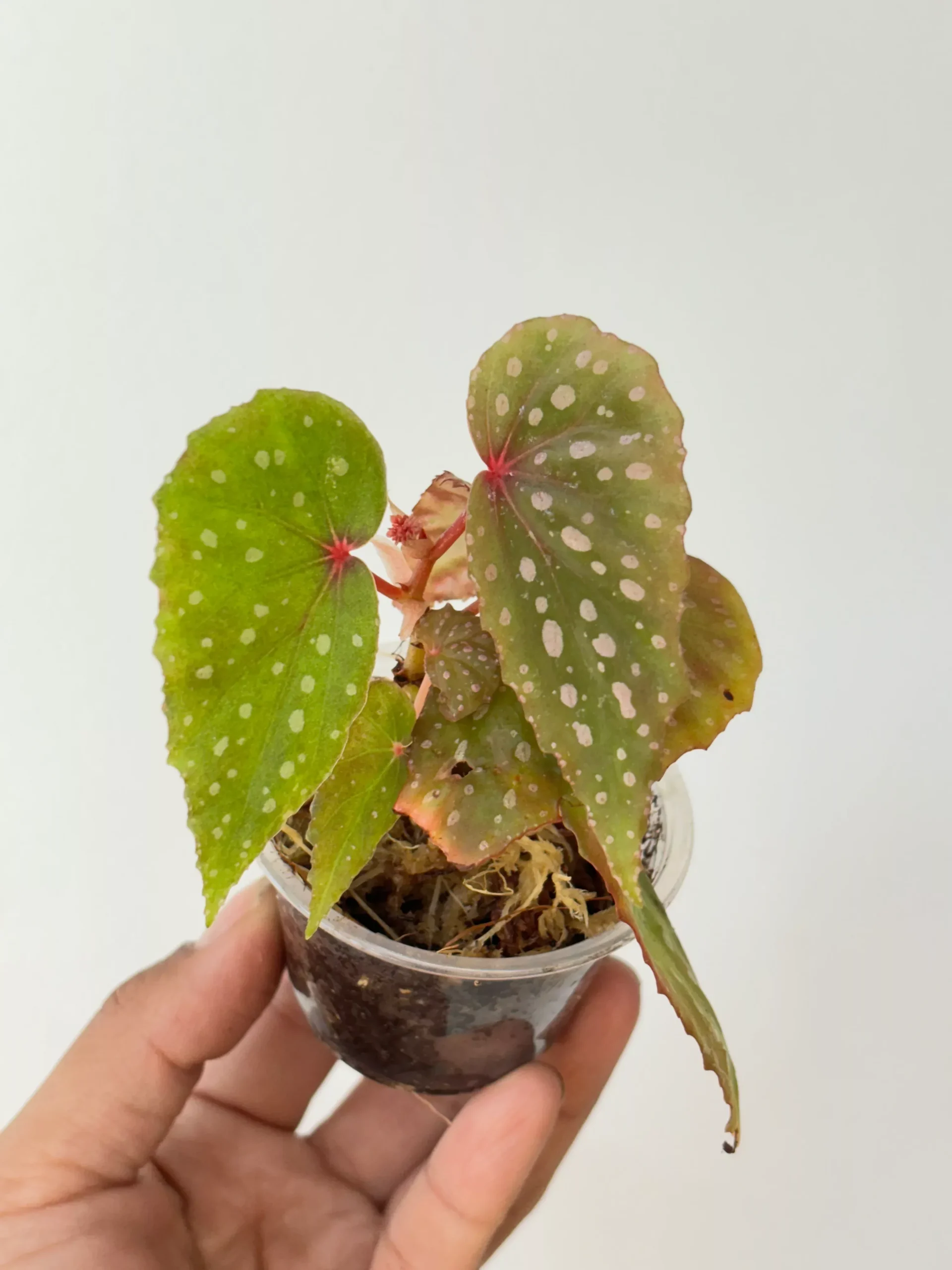 Begonia malachosticta