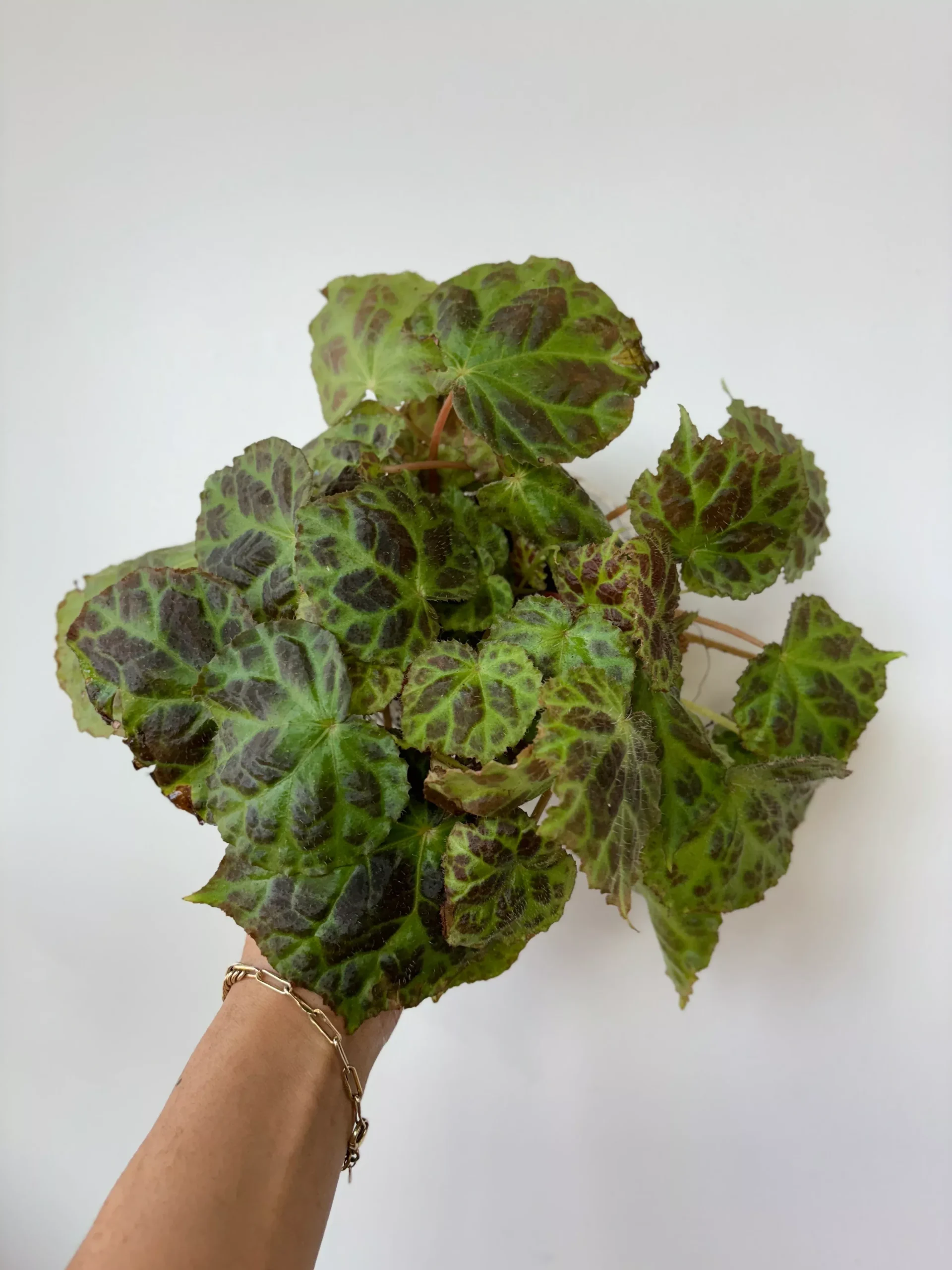 Begonia sp Sumatra