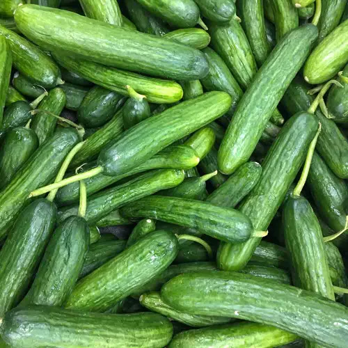 Beit Alpha Cucumber Seeds - (Cucumis sativus)