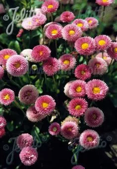 Bellis perennis ‘Rominette Pink’ | English daisy
