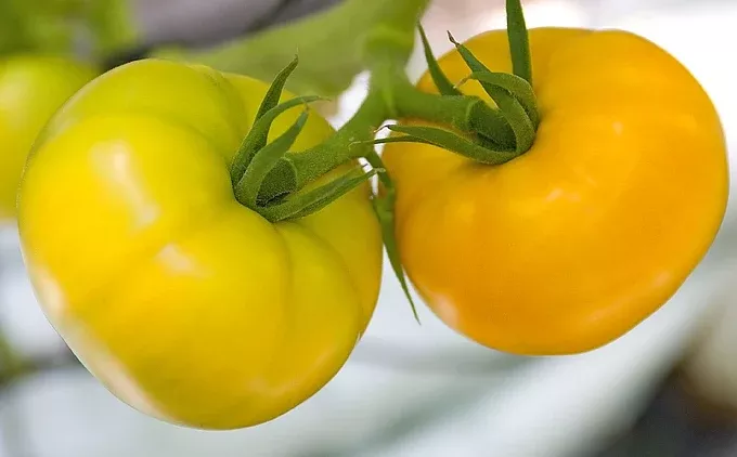 BeorangeF1 Beefsteak Tomato