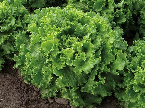 Bergam’s Green Leaf Lettuce (Pelleted)