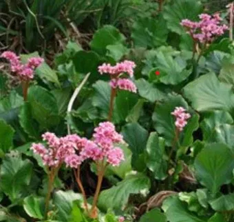Bergenia cordifolia – Heartleaf Bergenia