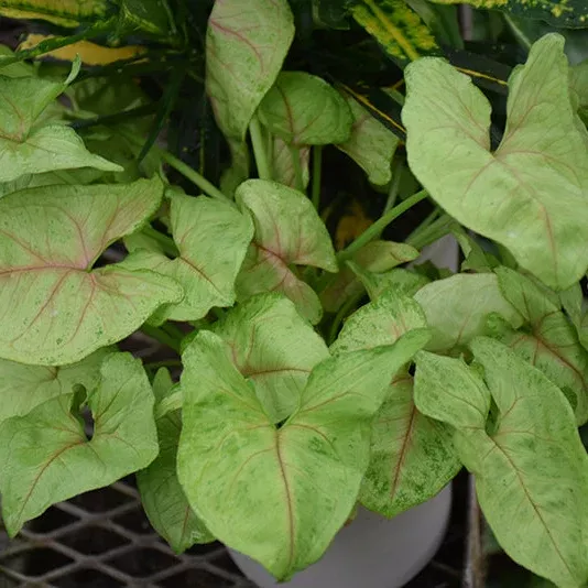 Berry Allusion Arrowhead Plant - Syngonium podophyllum - 4