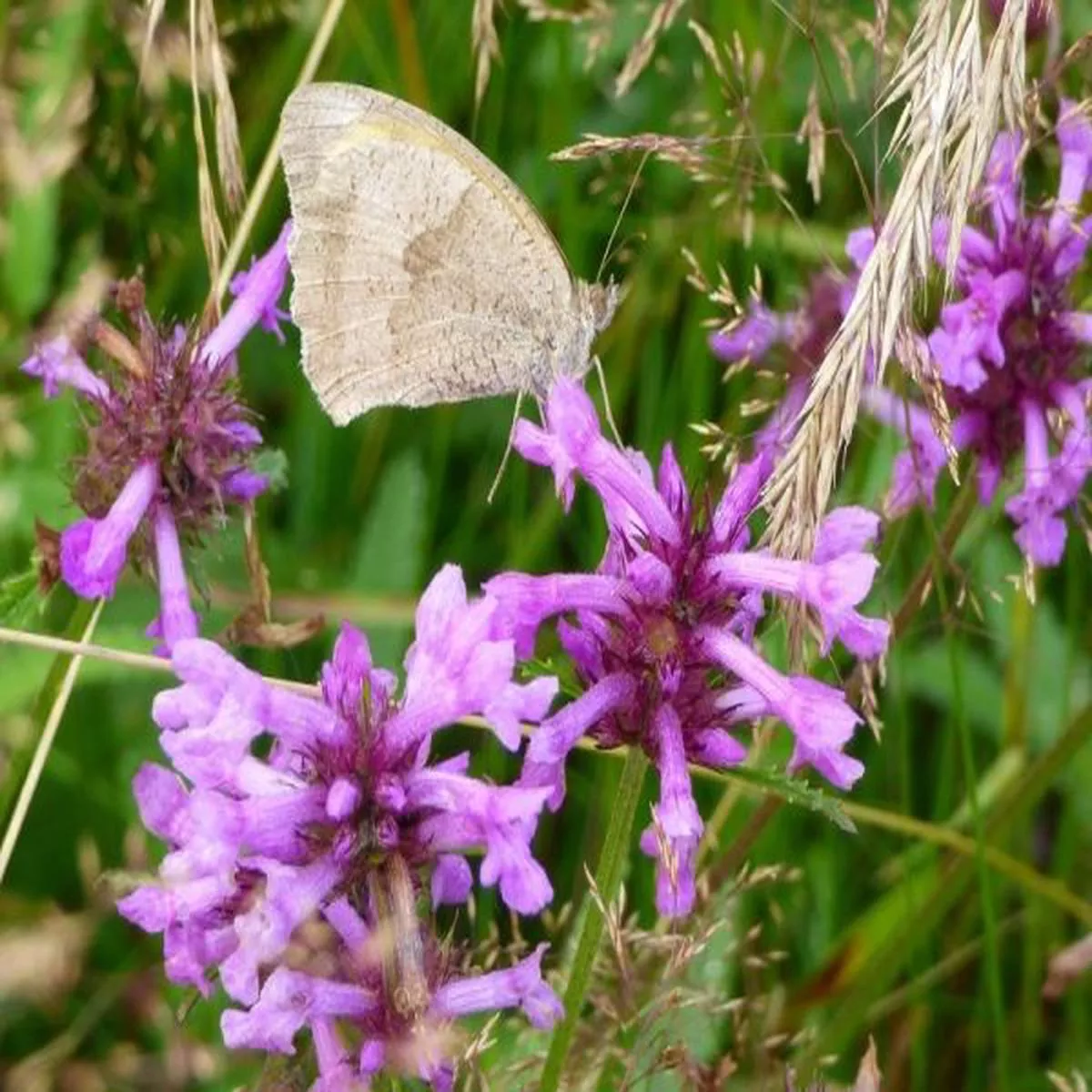 Betonica officinalis | betony