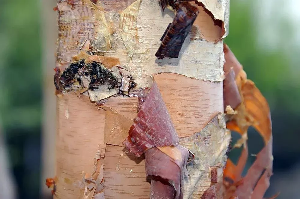 Betula nigra 'Cully' | river birch